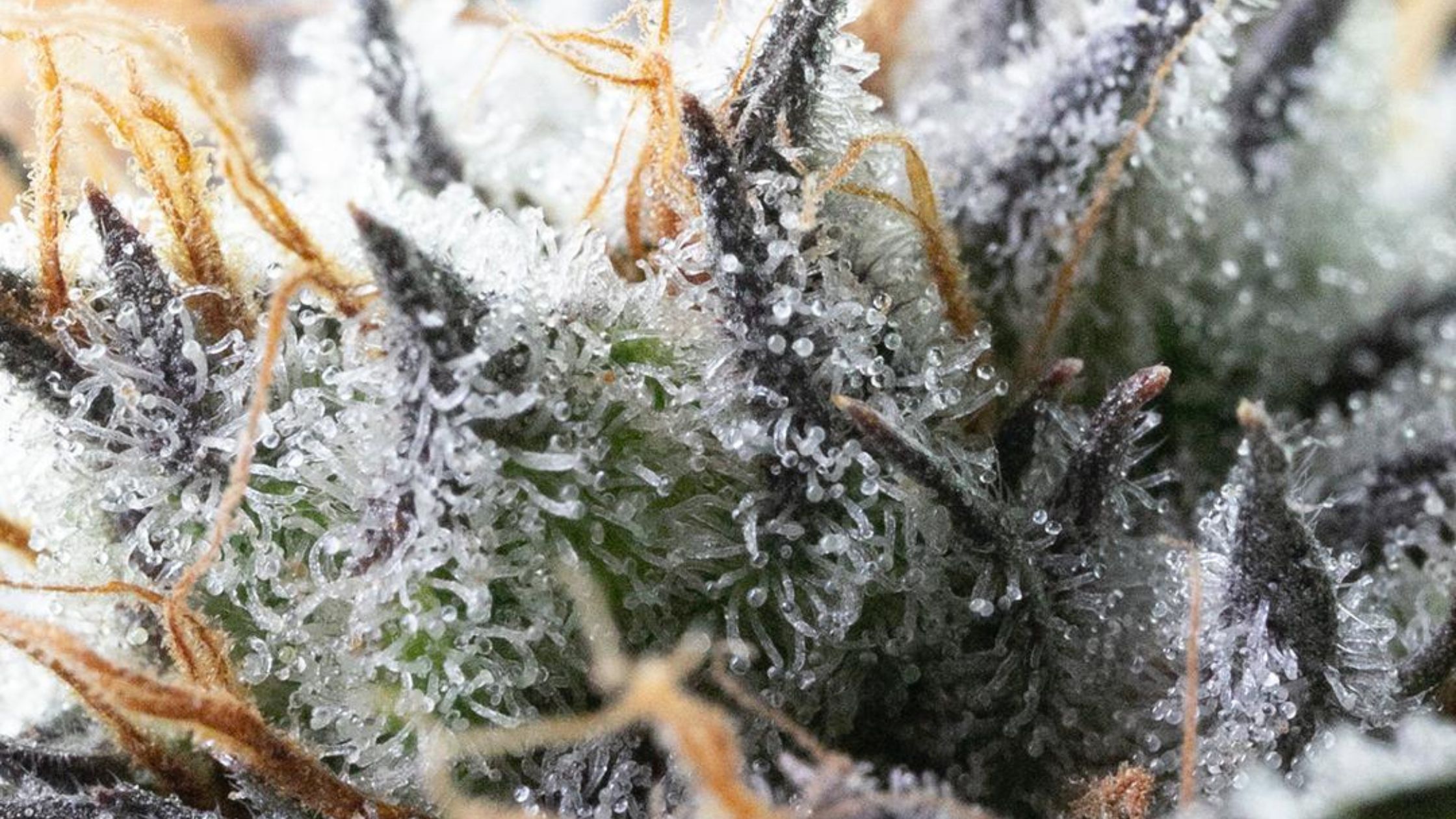 Tree octopus weed in Malasaña cannabis club in Madrid