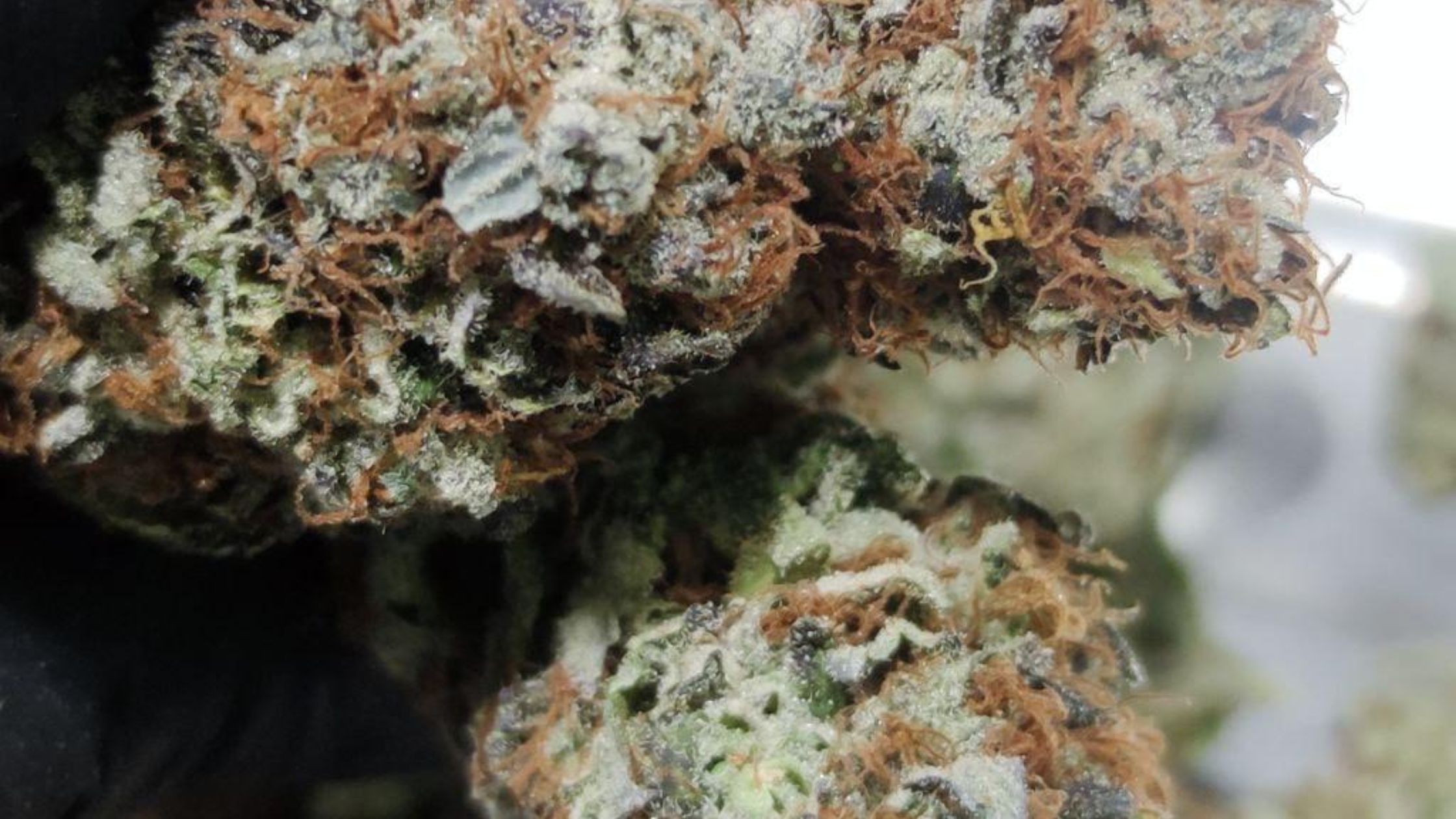 Kali mist falcanna strain in Spain