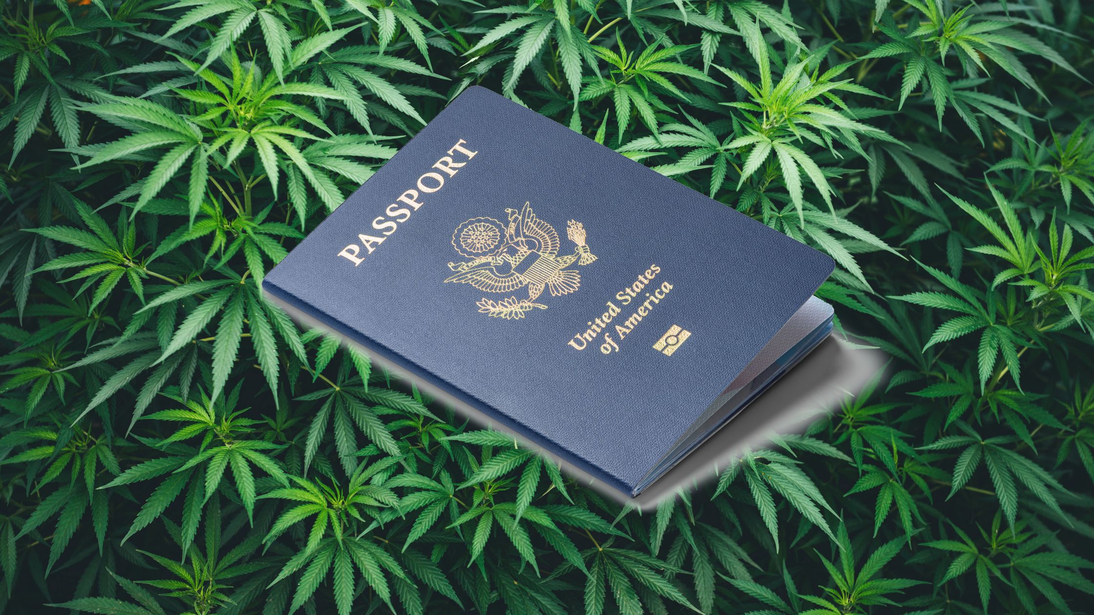 USA passport getting a cannabis stamp at a Weedclub in Madrid