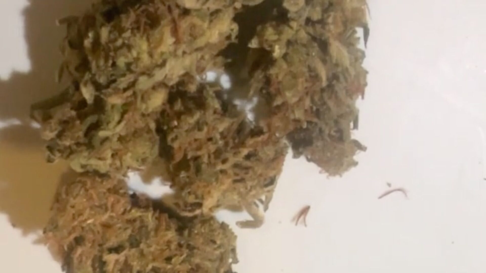Super lemoz haze sativa en club flacanna madrid