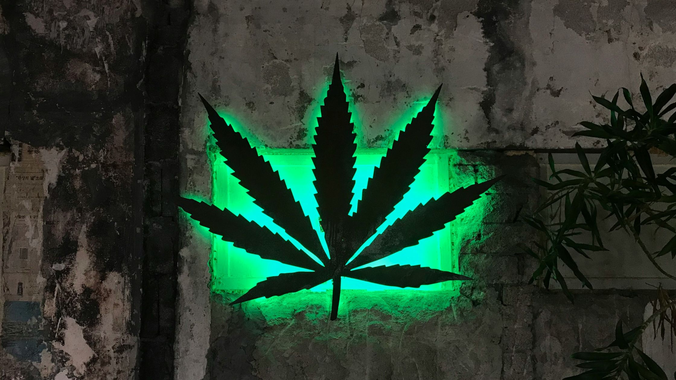 Marijuana leaf neon sign at a pot club in Madrid