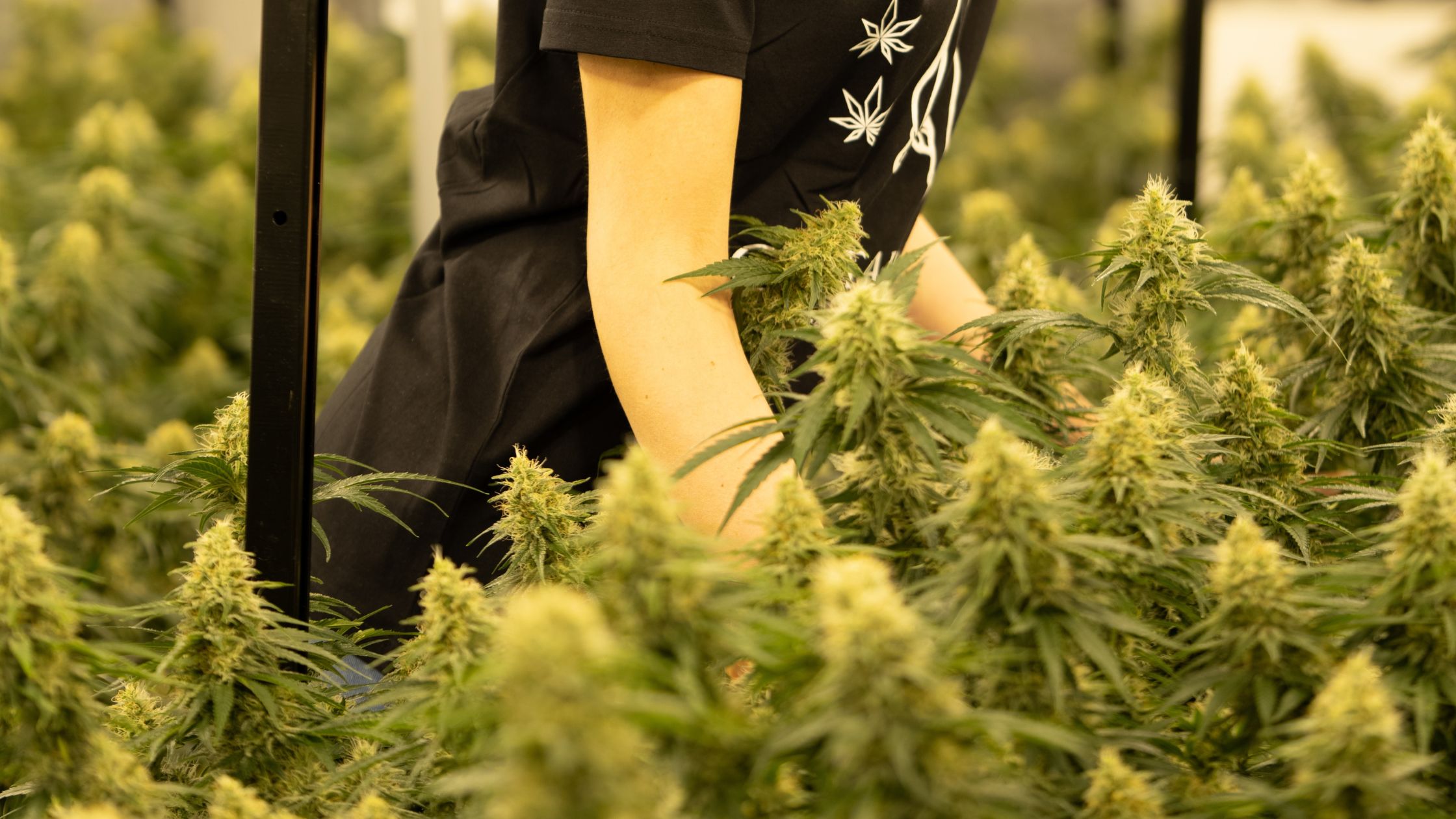 woman in Marijuan grow house in Madrid