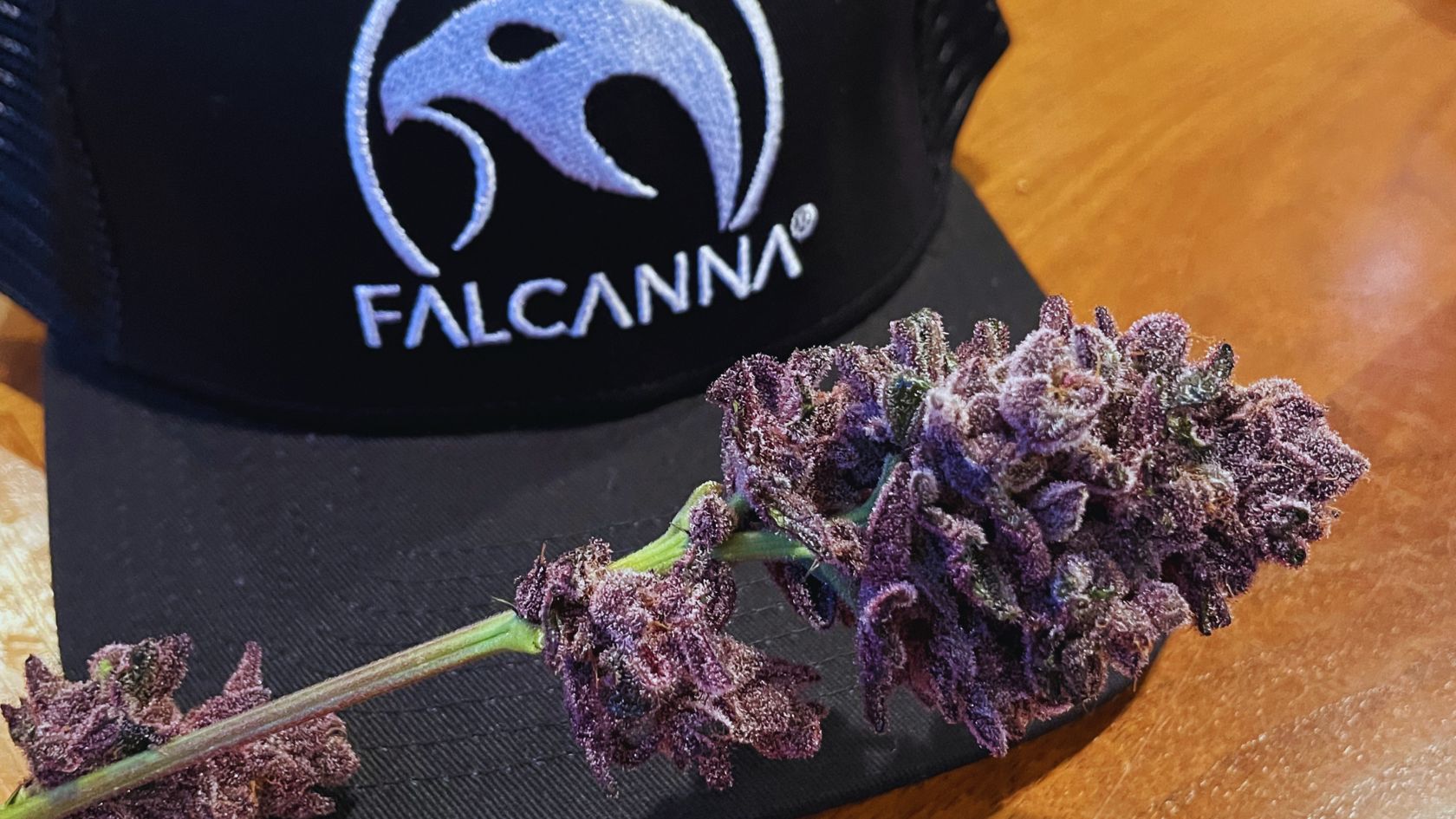 Member relaxing inside Falcanna Club Madrid, the best cannabis club in Madrid with memberships from €5 a month